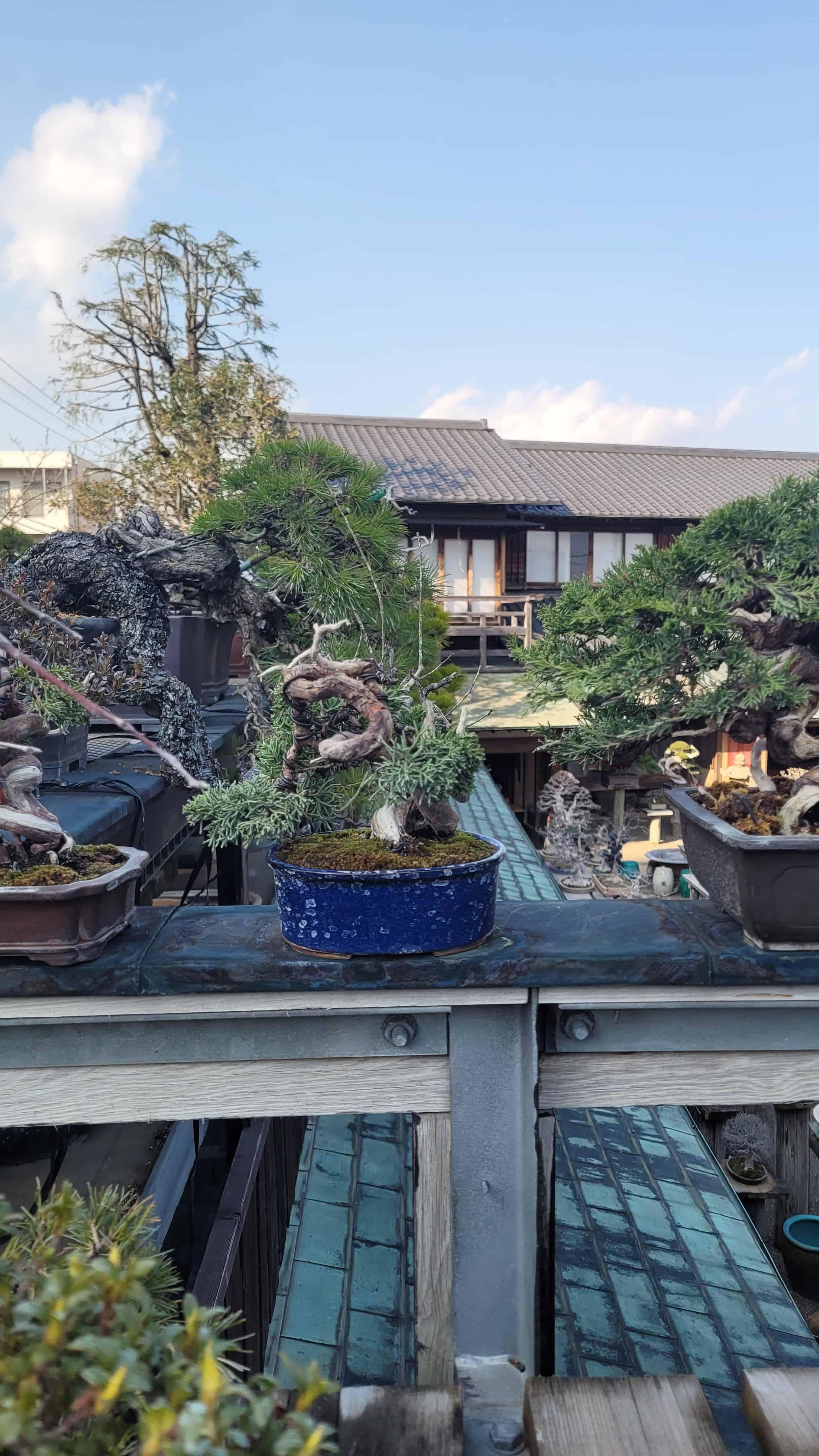 A juniper bonsai tree from kobayashi in Japan